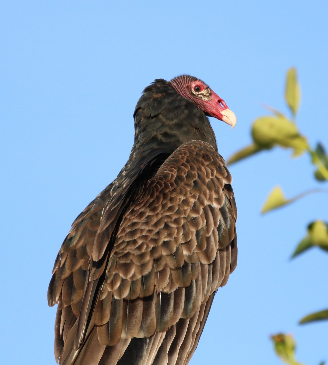 Turkey Vulture - Philip Andescavage