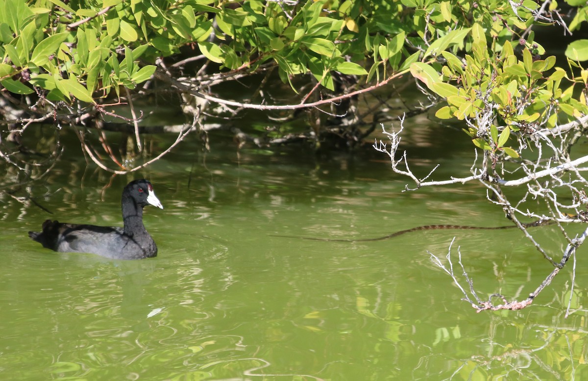 American Coot (Red-shielded) - ML87071891