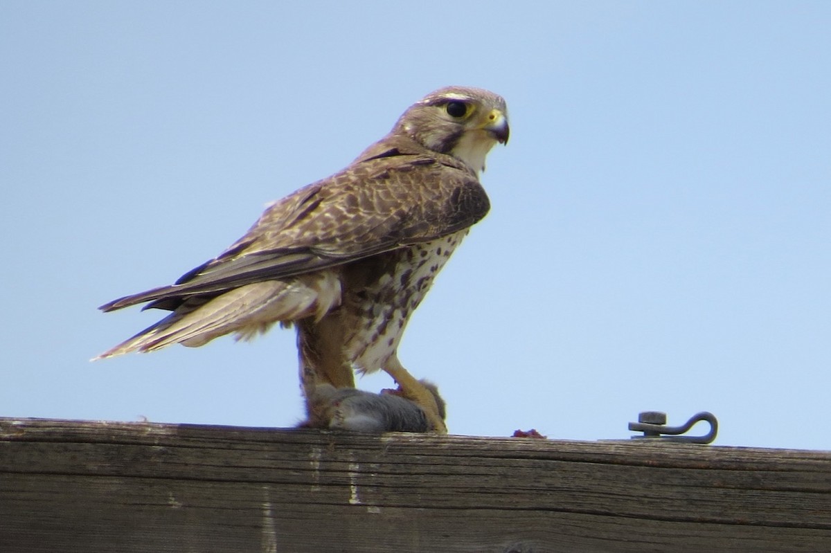 Prairie Falcon - Isaac  Denzer
