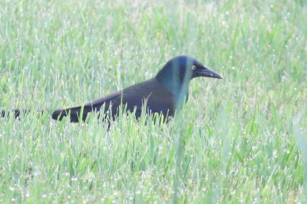 Common Grackle - Isaac  Denzer
