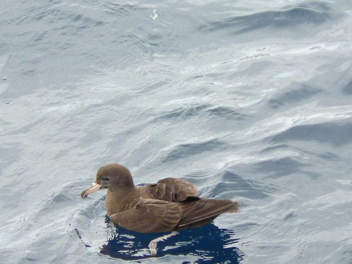 Flesh-footed Shearwater - Anonymous