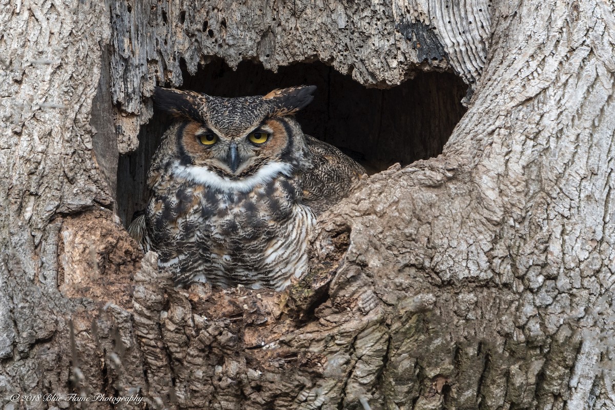 Great Horned Owl - ML87082131