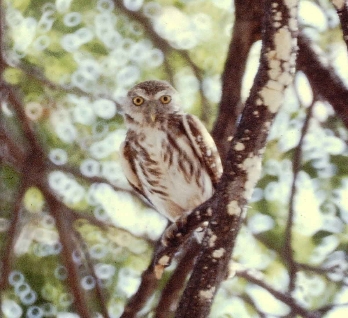 Ferruginous Pygmy-Owl - ML87084831