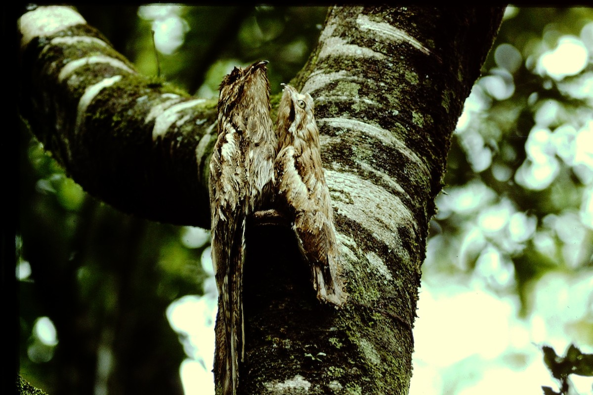 Long-tailed Potoo - Scott  Connop
