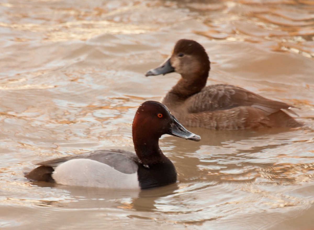 Canvasback x Ring-necked Duck (hybrid) - Mike Bouman
