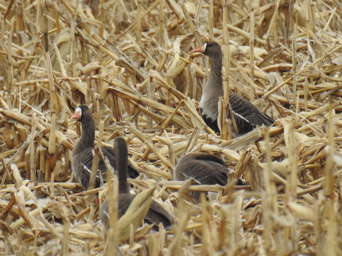 Greater White-fronted Goose - Nathan Miller