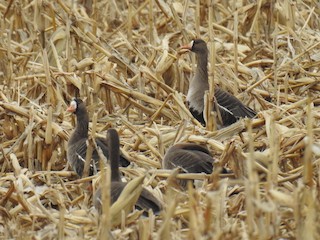 Greater White-fronted Goose, ML87087801