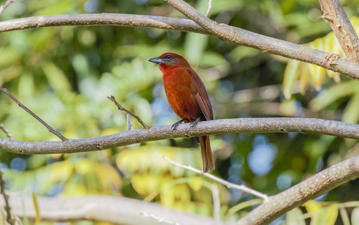 Hepatic Tanager - ML87088331