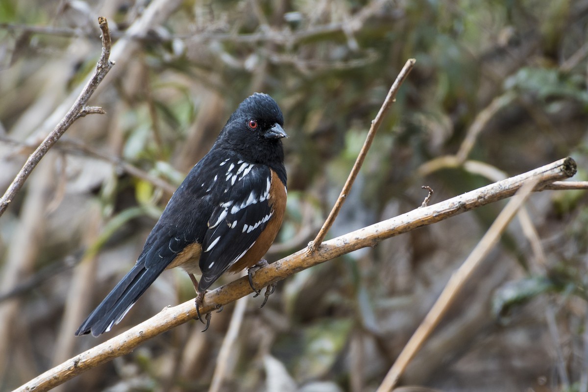 Spotted Towhee - ML87089061