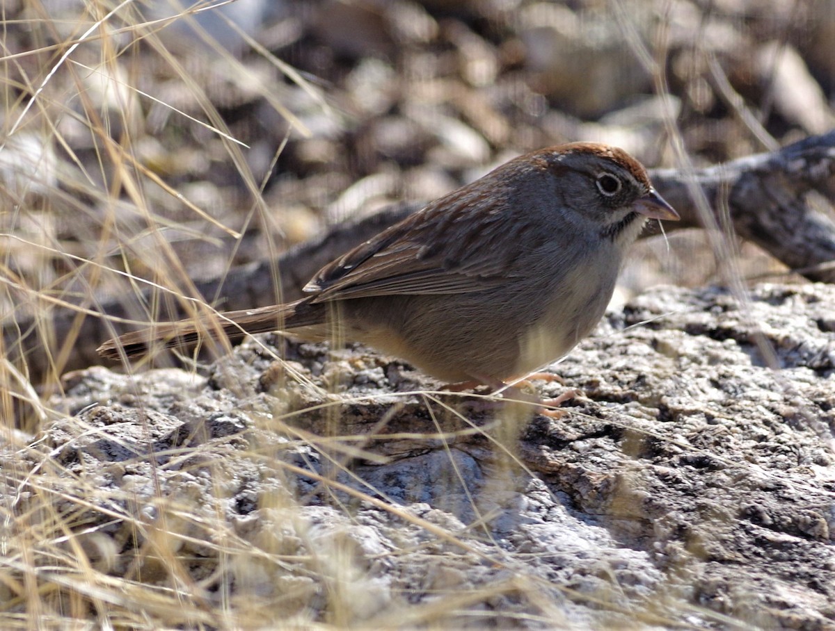 Rufous-crowned Sparrow - Brenda Wright