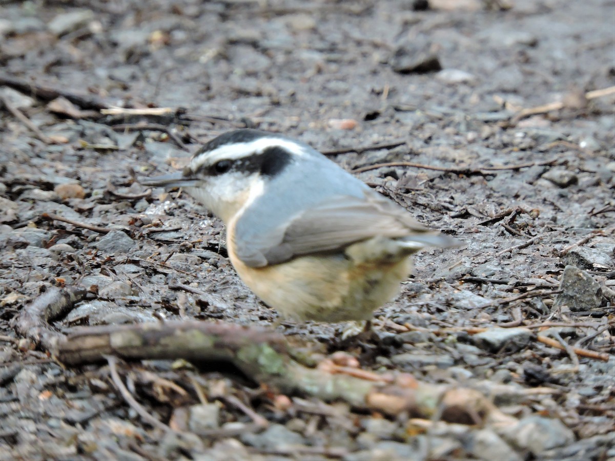 Red-breasted Nuthatch - ML87092291