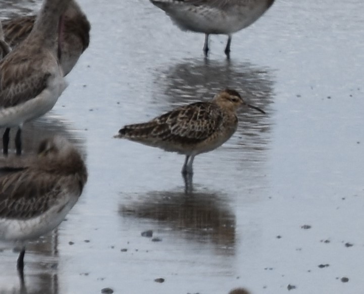Little Curlew - Ross Silcock