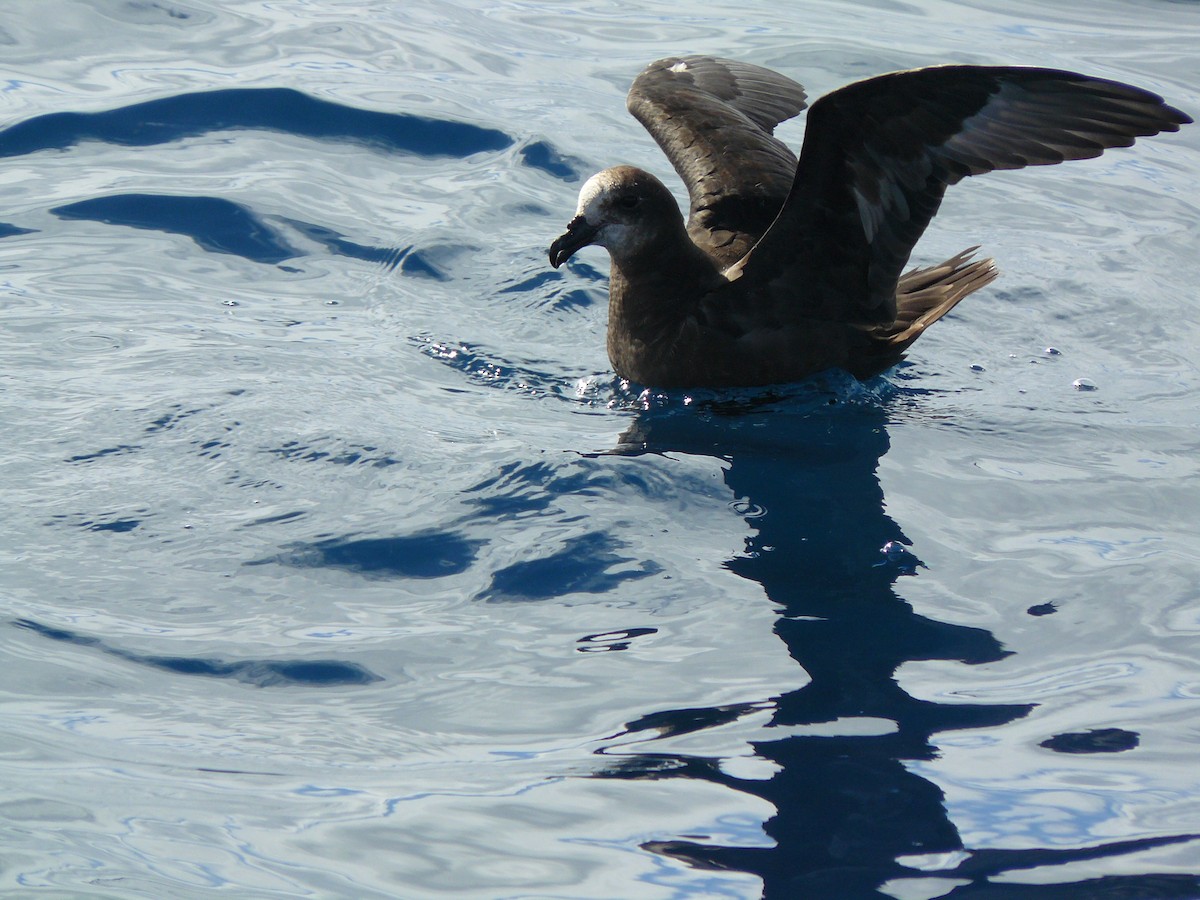 Gray-faced Petrel - Anonymous