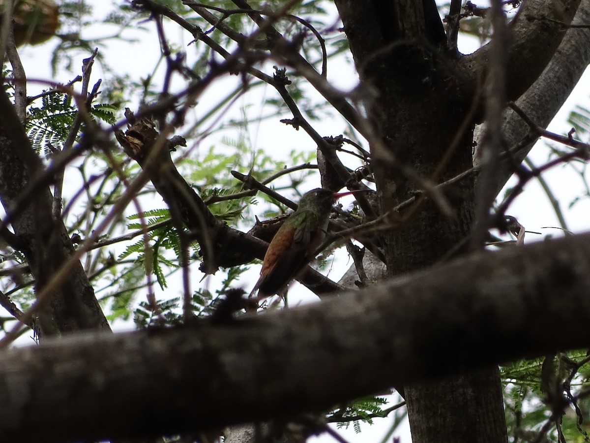Amazilia Hummingbird - ML87100321
