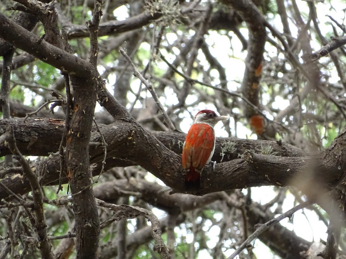 Scarlet-backed Woodpecker - Yasmin Cerrud Henríquez