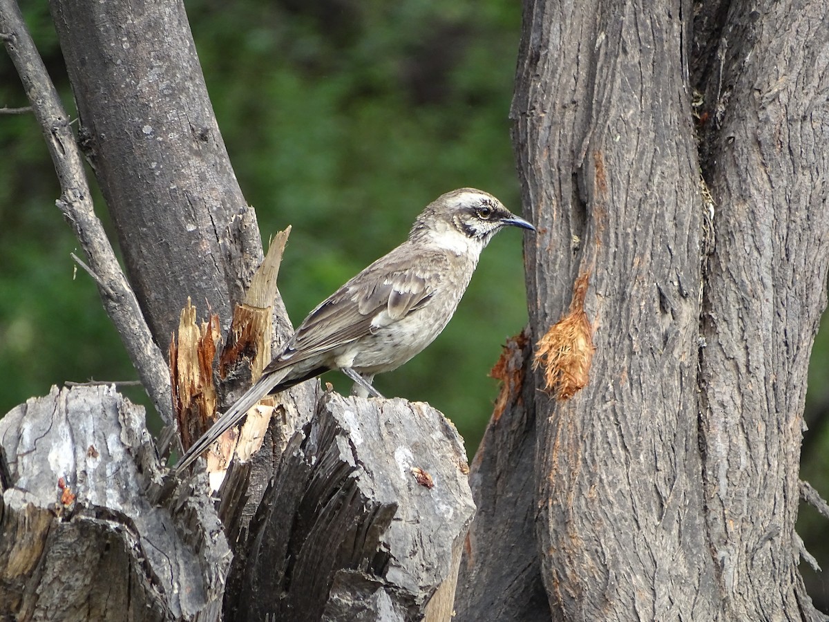 Long-tailed Mockingbird - ML87101331