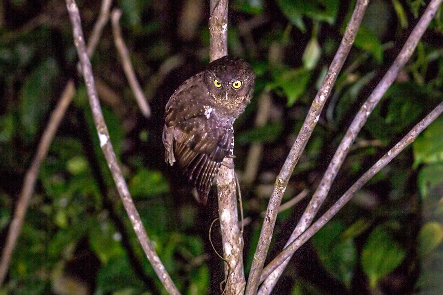 Andaman Scops-Owl - Yogish Holla