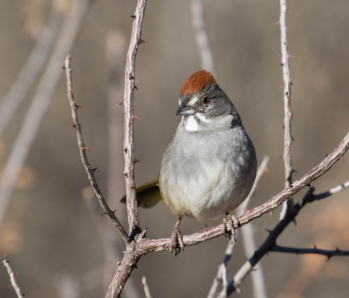 Green-tailed Towhee - Marty Herde