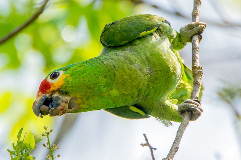 Red-lored Parrot - ML87107481