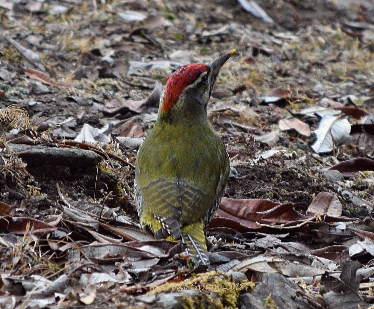 Scaly-bellied Woodpecker - Harpal  singh