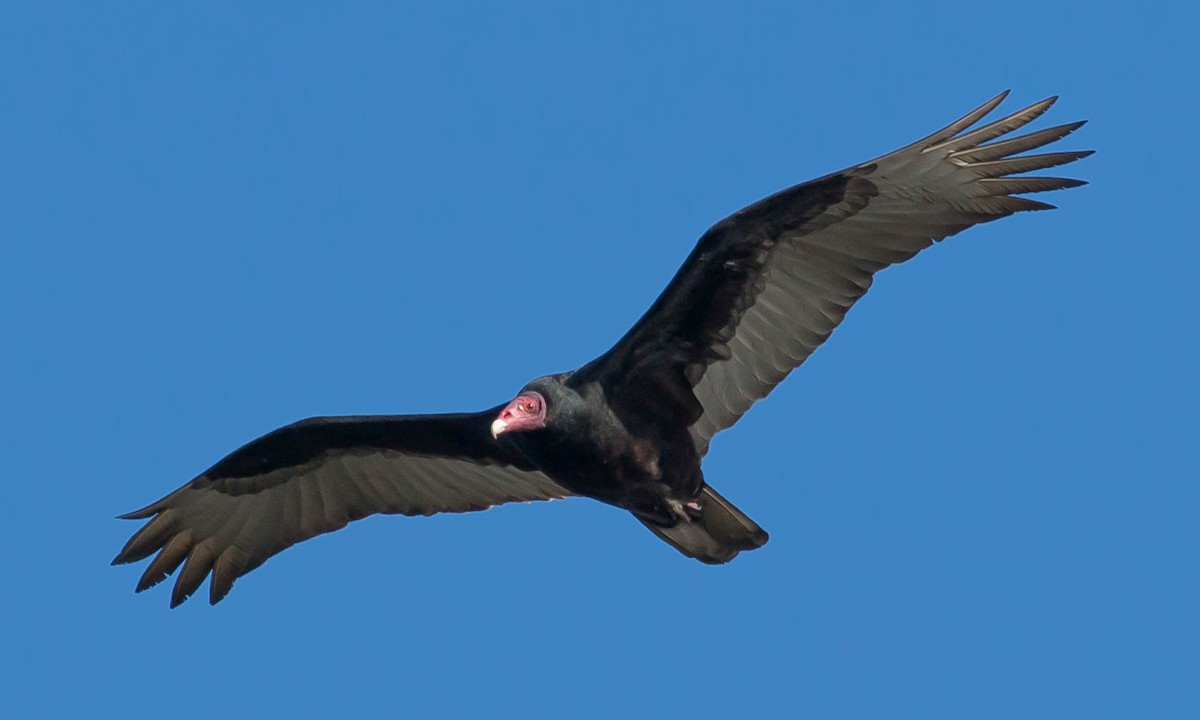 Turkey Vulture - ML87108531