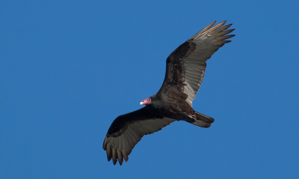 Turkey Vulture - ML87108551