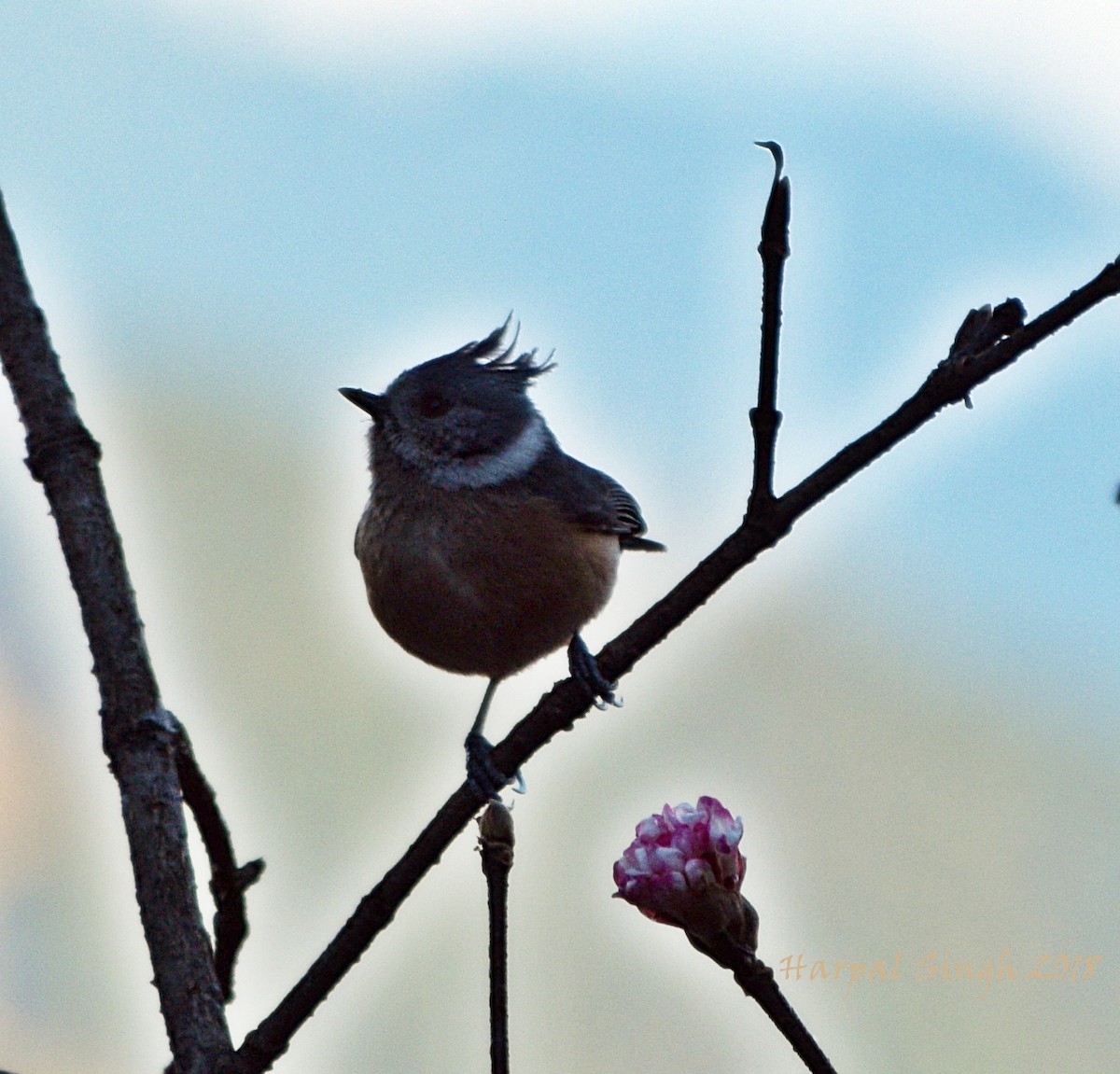 Gray-crested Tit - ML87109021