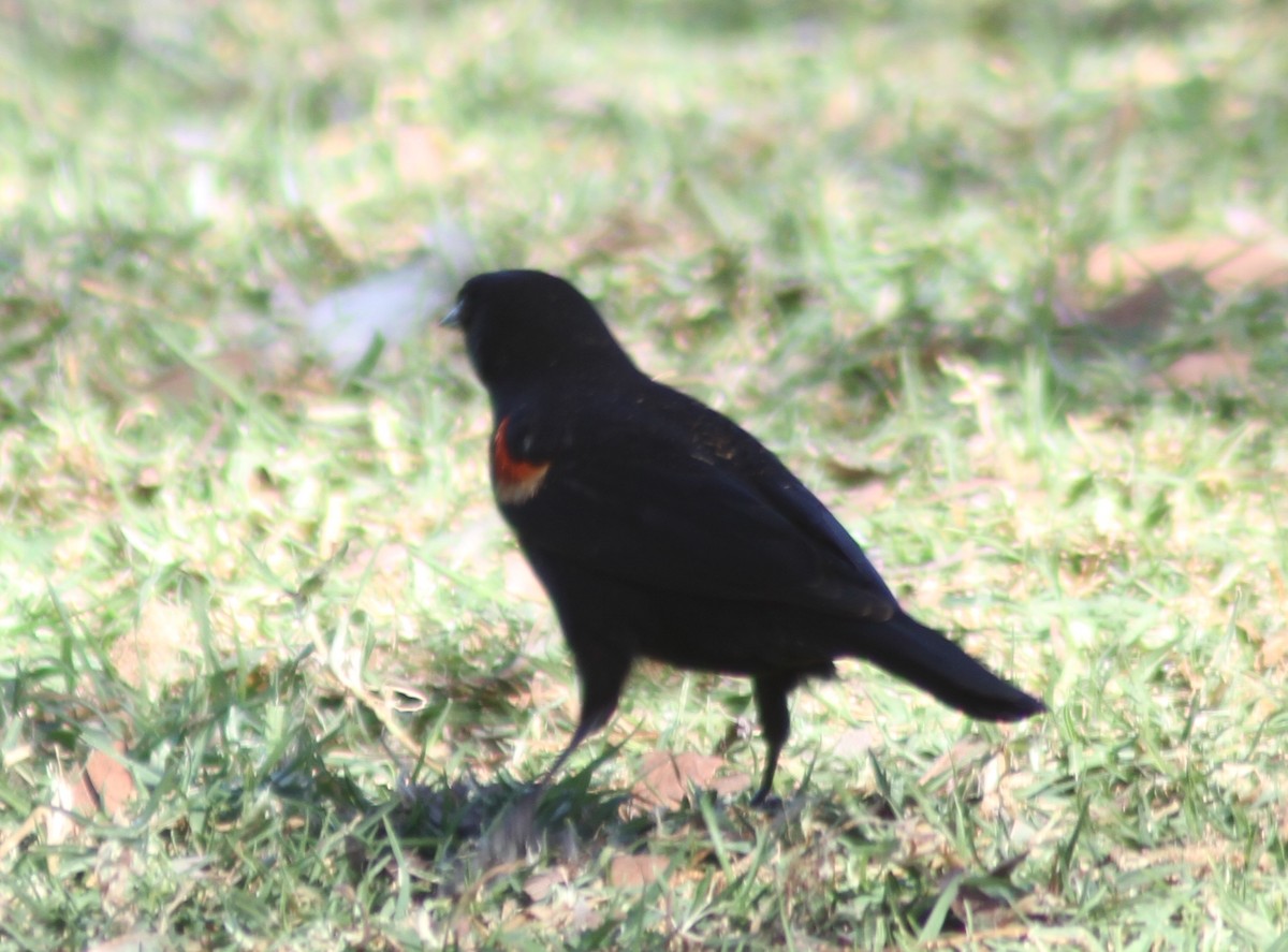 Red-winged Blackbird - ML87109841