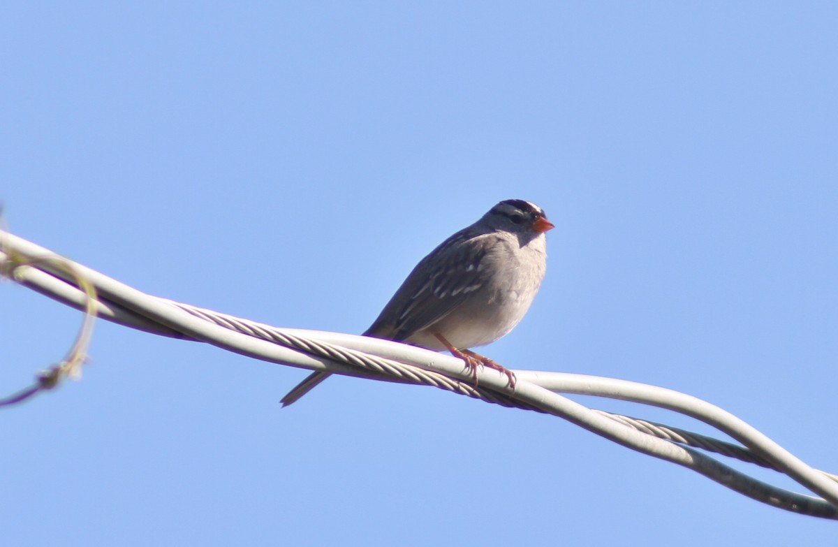 White-crowned Sparrow - ML87111871