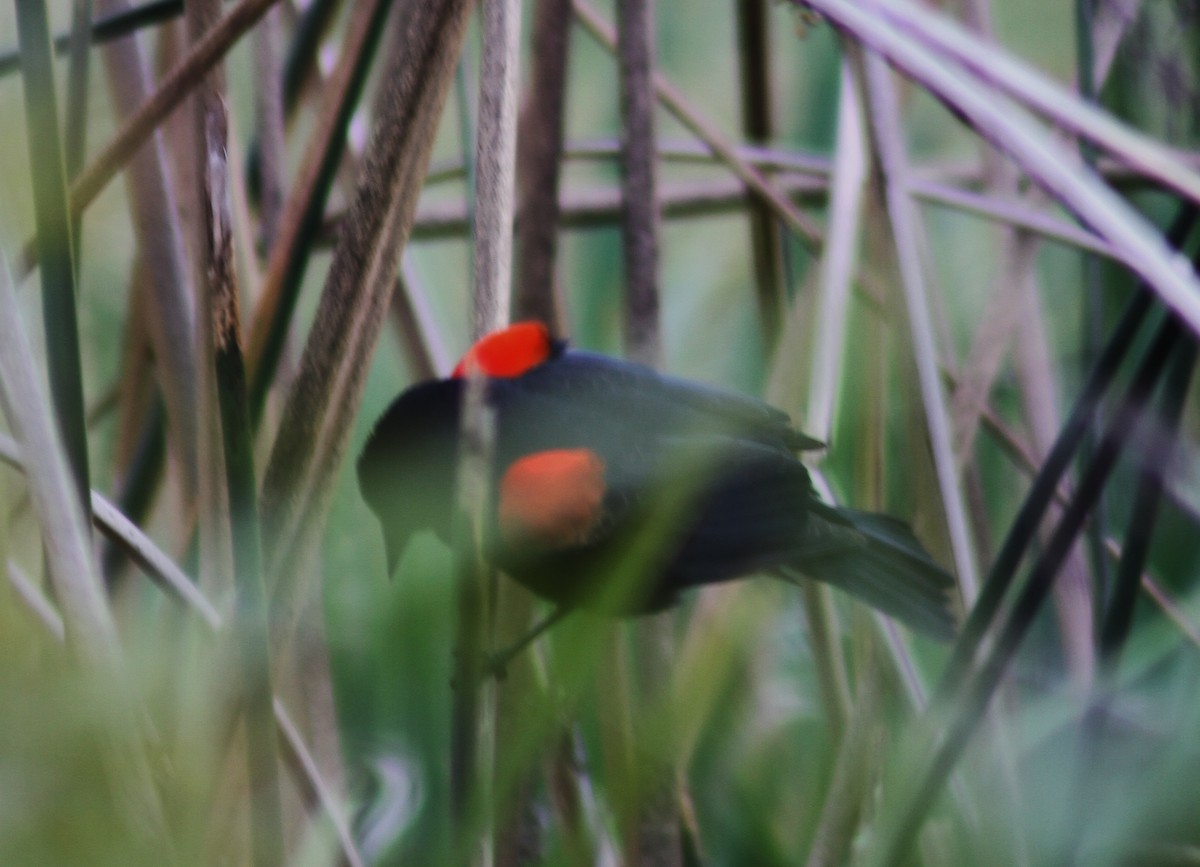 Red-winged Blackbird - ML87111971