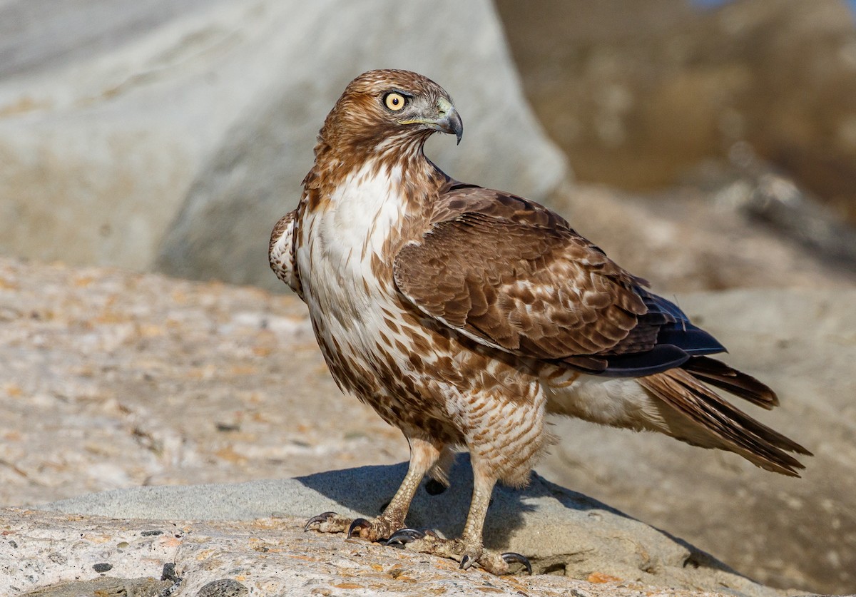Red-tailed Hawk - Chezy Yusuf