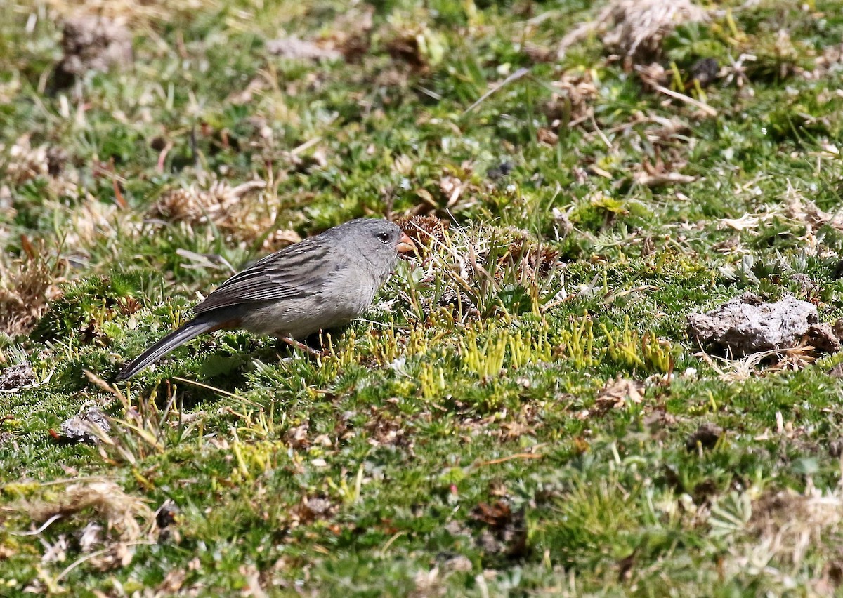 Plain-colored Seedeater - ML87112661