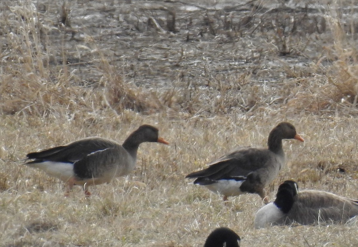 Greater White-fronted Goose - ML87112891