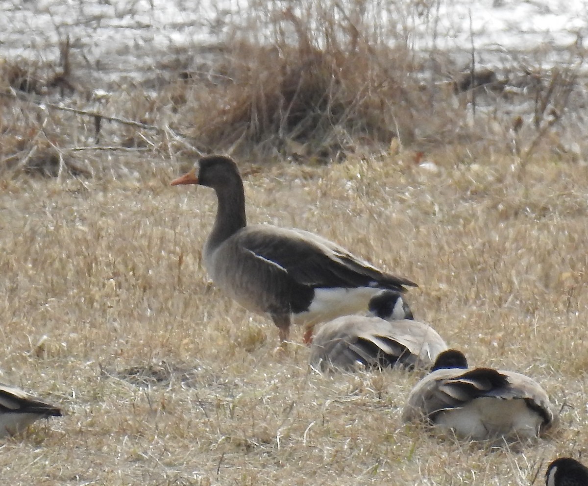 Greater White-fronted Goose - ML87112931