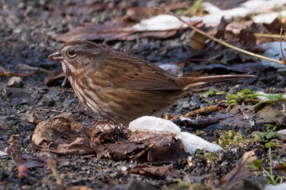 Song Sparrow - Grace Oliver