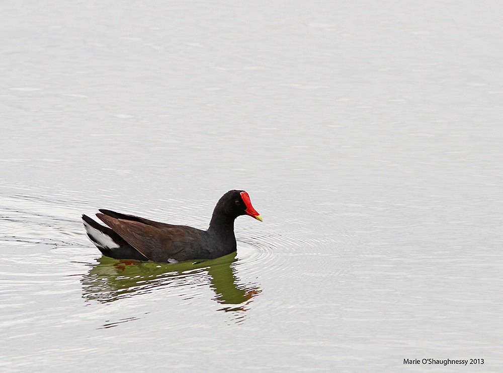Common Gallinule - Marie O'Shaughnessy