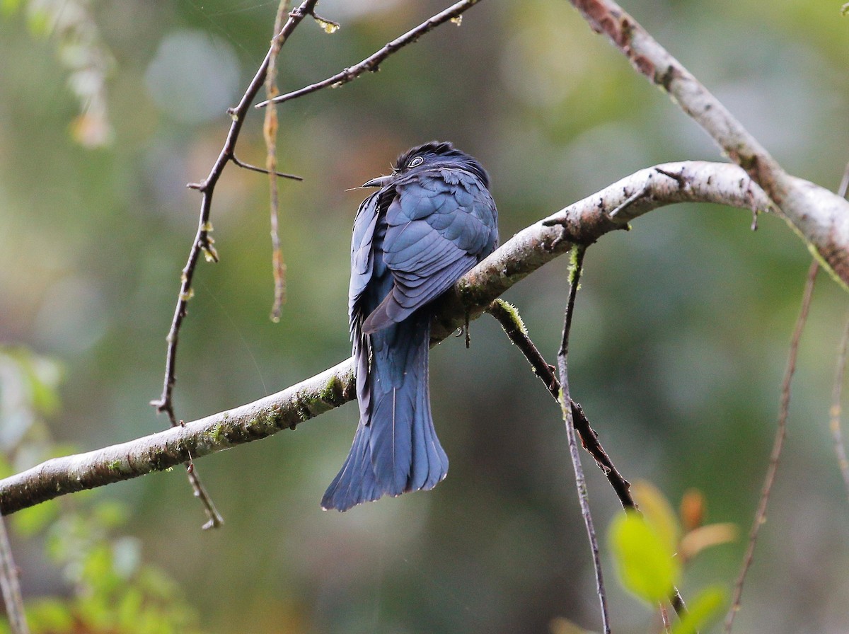 Square-tailed Drongo-Cuckoo - Neoh Hor Kee