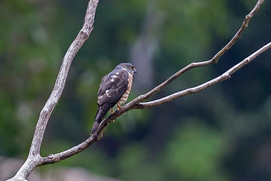 Chinese Sparrowhawk - ML87116041