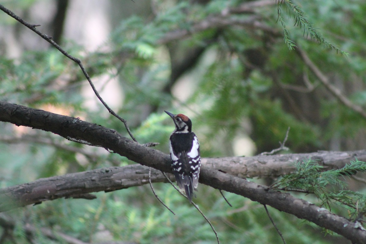 Himalayan Woodpecker - ML87116361
