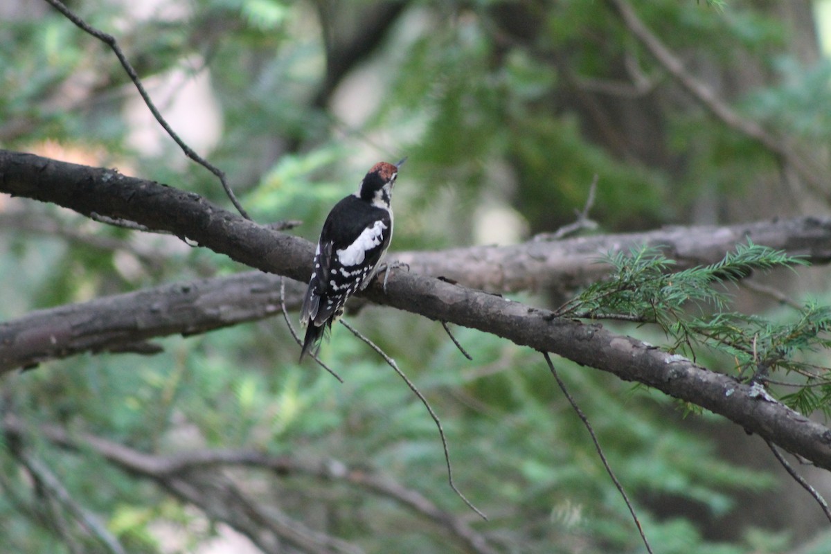Himalayan Woodpecker - ML87116371