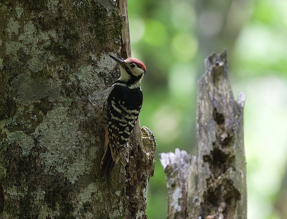 White-backed Woodpecker (Lilford's) - Gorka Gorospe