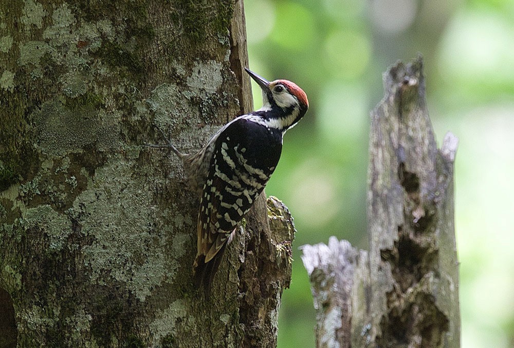 White-backed Woodpecker (Lilford's) - ML87118451