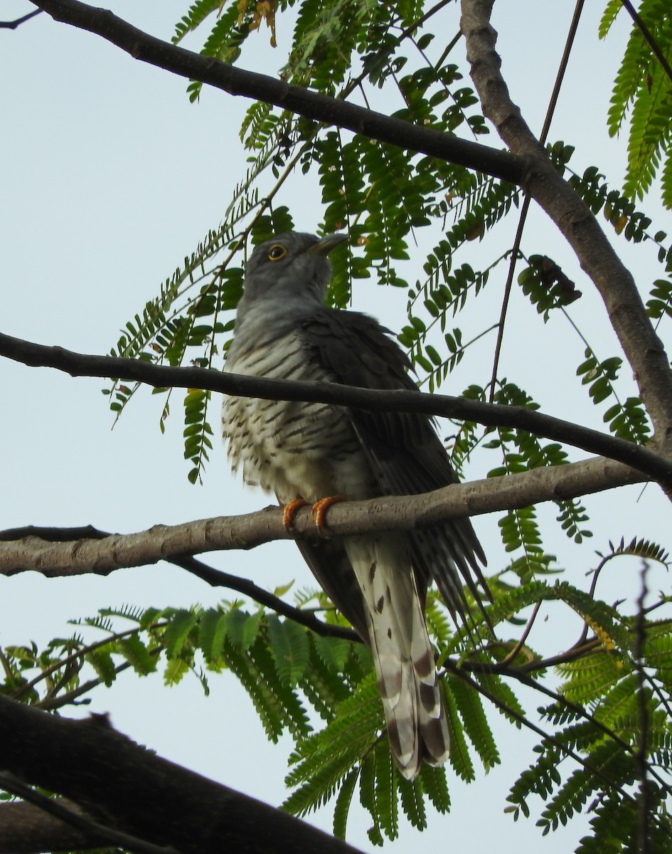 Indian Cuckoo - Sandy Gayasih