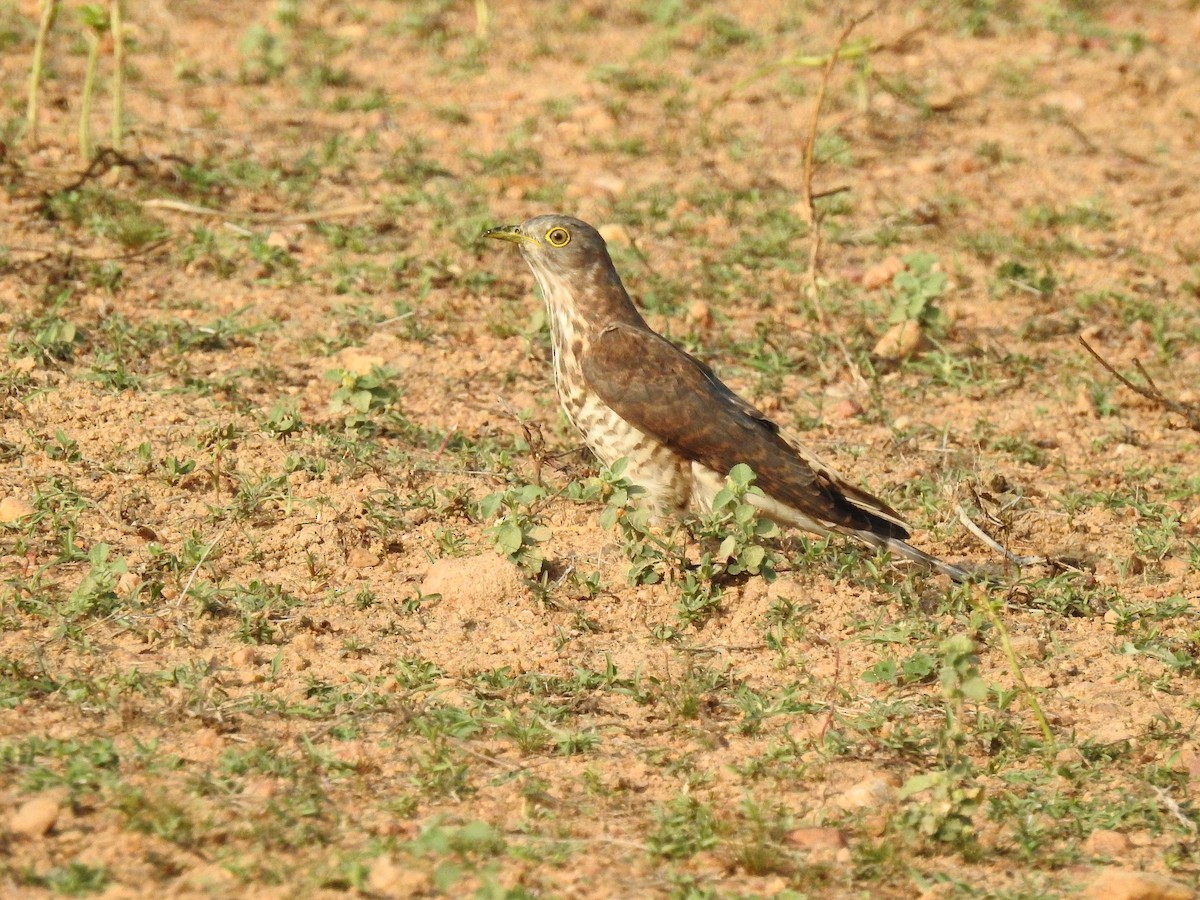 Common Hawk-Cuckoo - ML87121411