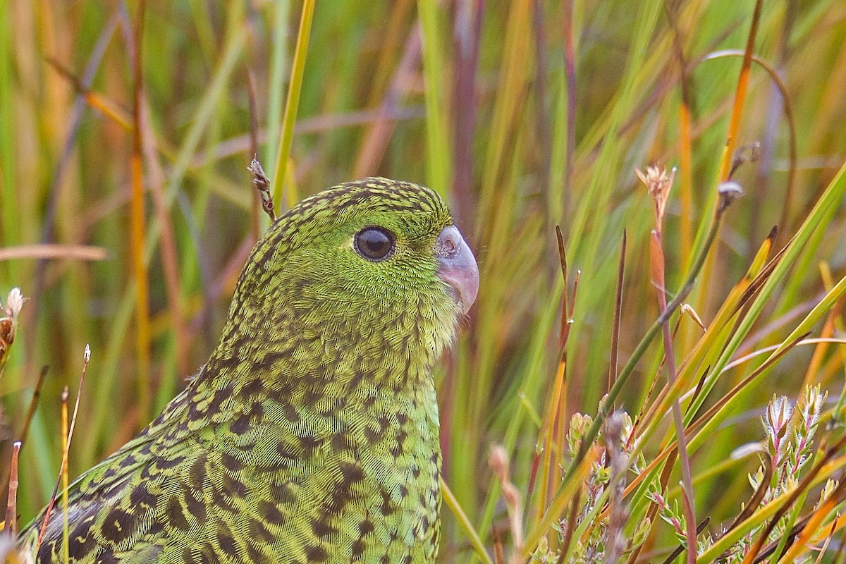 Ground Parrot (Eastern) - Anonymous