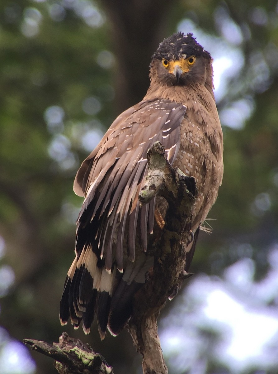 Crested Serpent-Eagle - Martin Kennewell