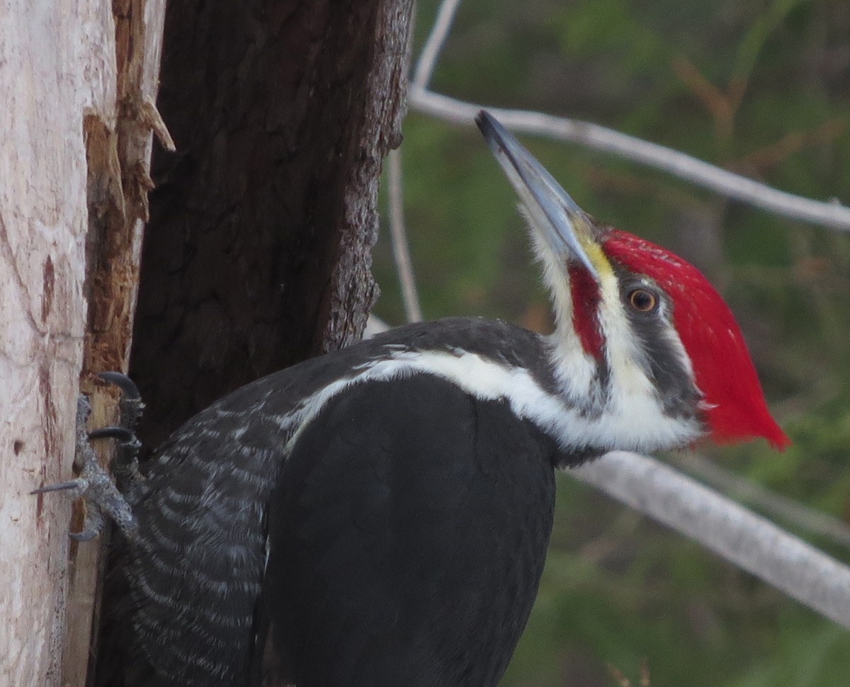 Pileated Woodpecker - ML87123821