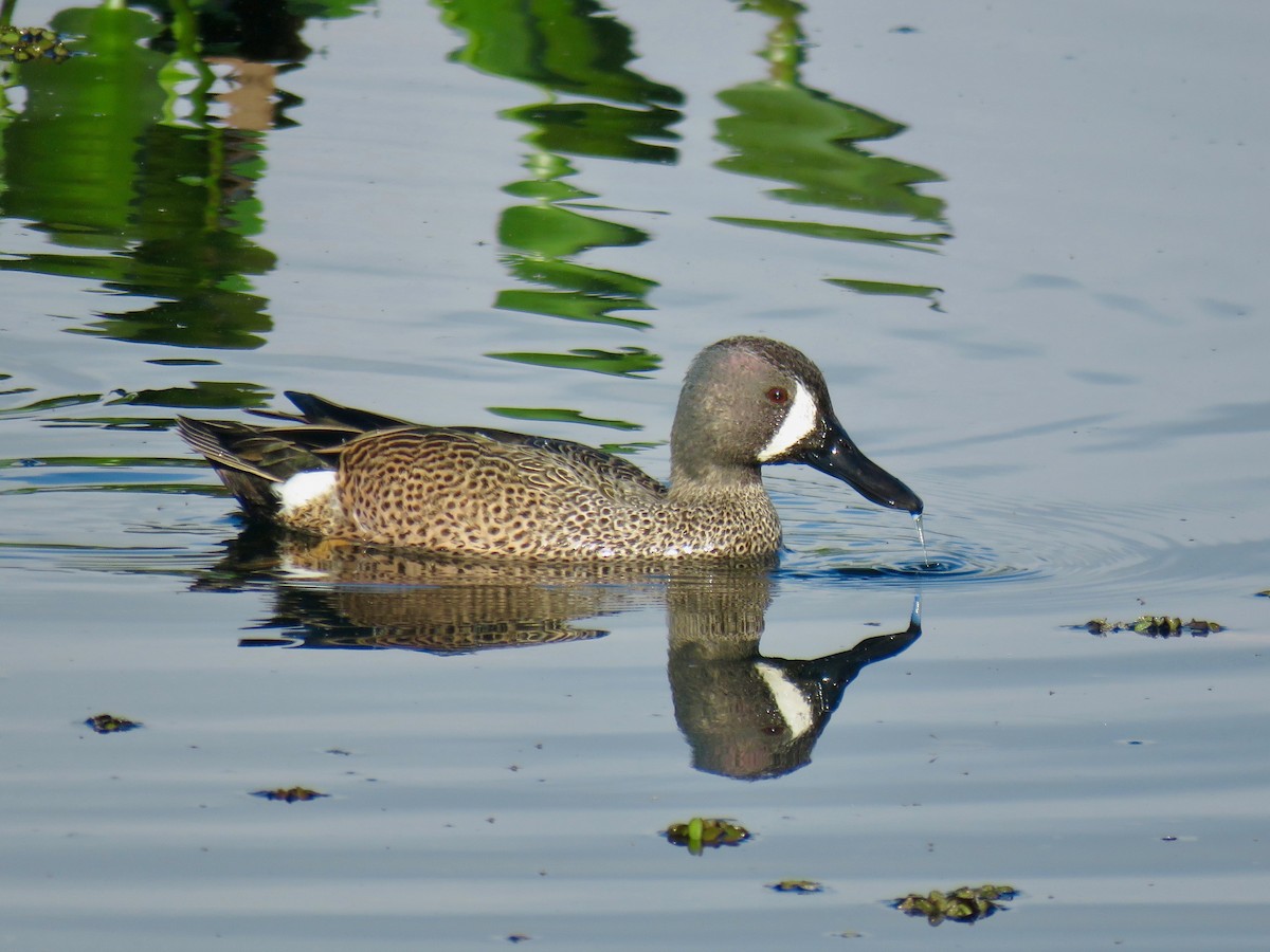 Blue-winged Teal - ML87125191
