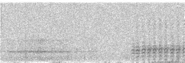 Weißbrustkleiber (carolinensis) - ML87127371