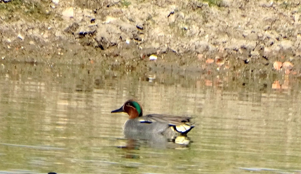 Green-winged Teal - ML87128311